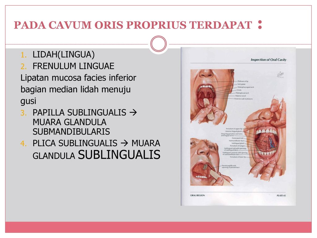 Cavum Oris Fidya DRG. MSI ppt download